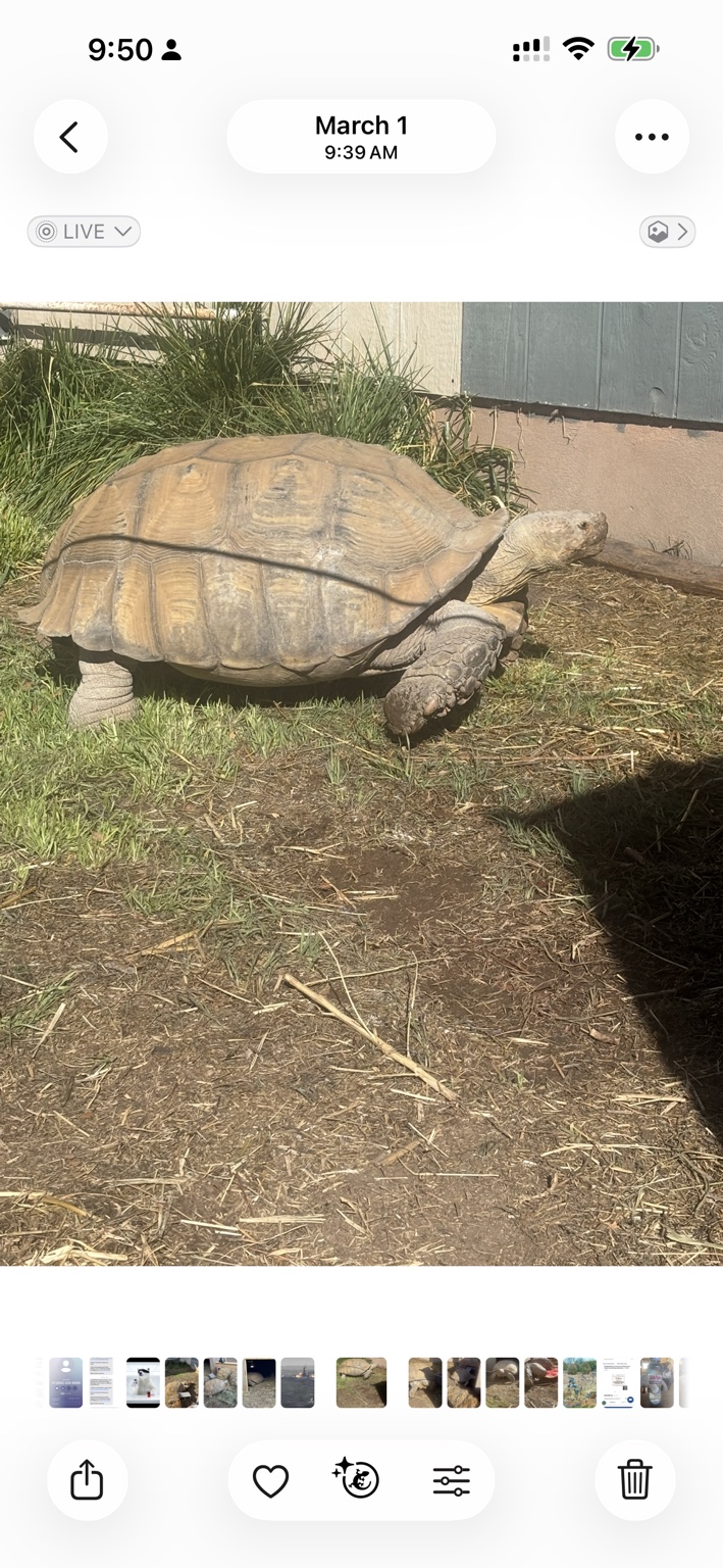 A sulcata beside a shed, with grass and soil around it