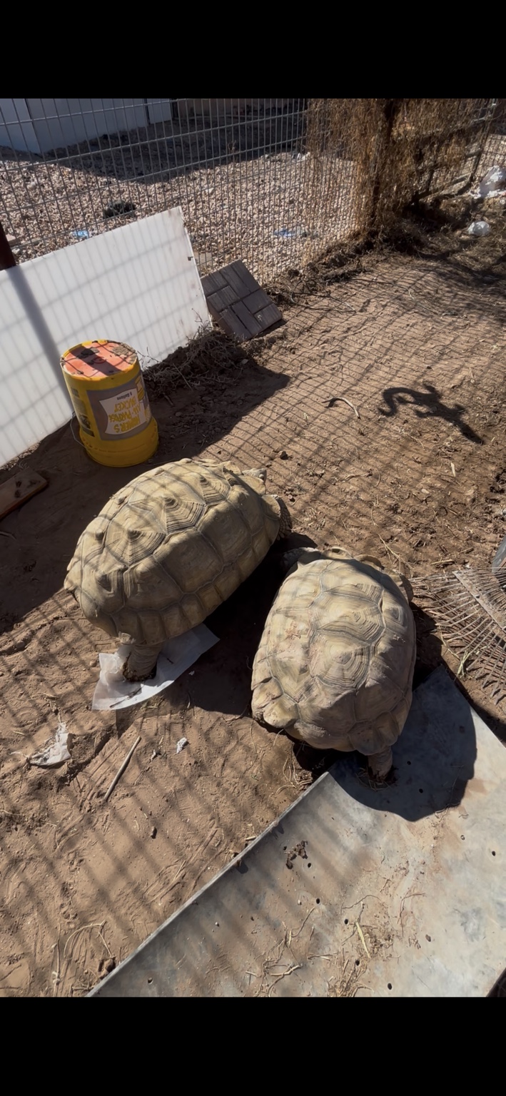 Two tortoises viewed from above in an outdoor yard
